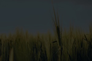 Пшеница яровая